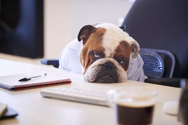 Although cute, a British Bulldog Dressed As Businessman is a bad hire